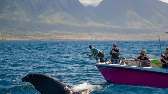 Maui: Chuyến ngắm cá voi theo nhóm nhỏ hoành tráng