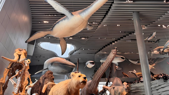 Shanghai Natural History Museum Ticket Booking: A Comprehensive Exploration Space to Experience the Magnificence of Nature and Life