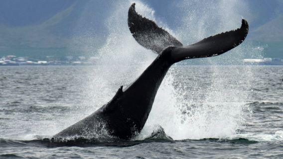 Walbeobachtung: Tour ab Reykjavik