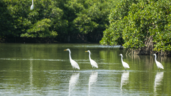 เช็คอินที่หนานซา! ถ่ายรูปนกบินที่พื้นที่ชุ่มน้ำ ช้อปปิ้งที่ตลาดท่าเรือ ถ่ายรูปสไตล์ยุโรปที่ย่านเรือยอชต์
