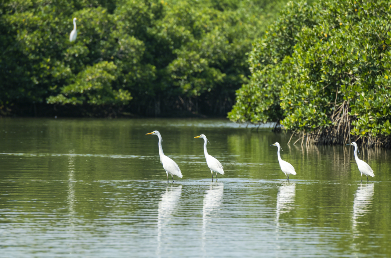 Explore Nansha! Photograph birds in the wetlands, browse markets at the pier, and capture European-style shots at the yacht club.