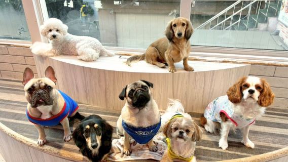 【狗咖啡館Rio原宿店】與狗狗互動體驗 - 30分鐘/60分鐘互動計劃 課程體驗二選一