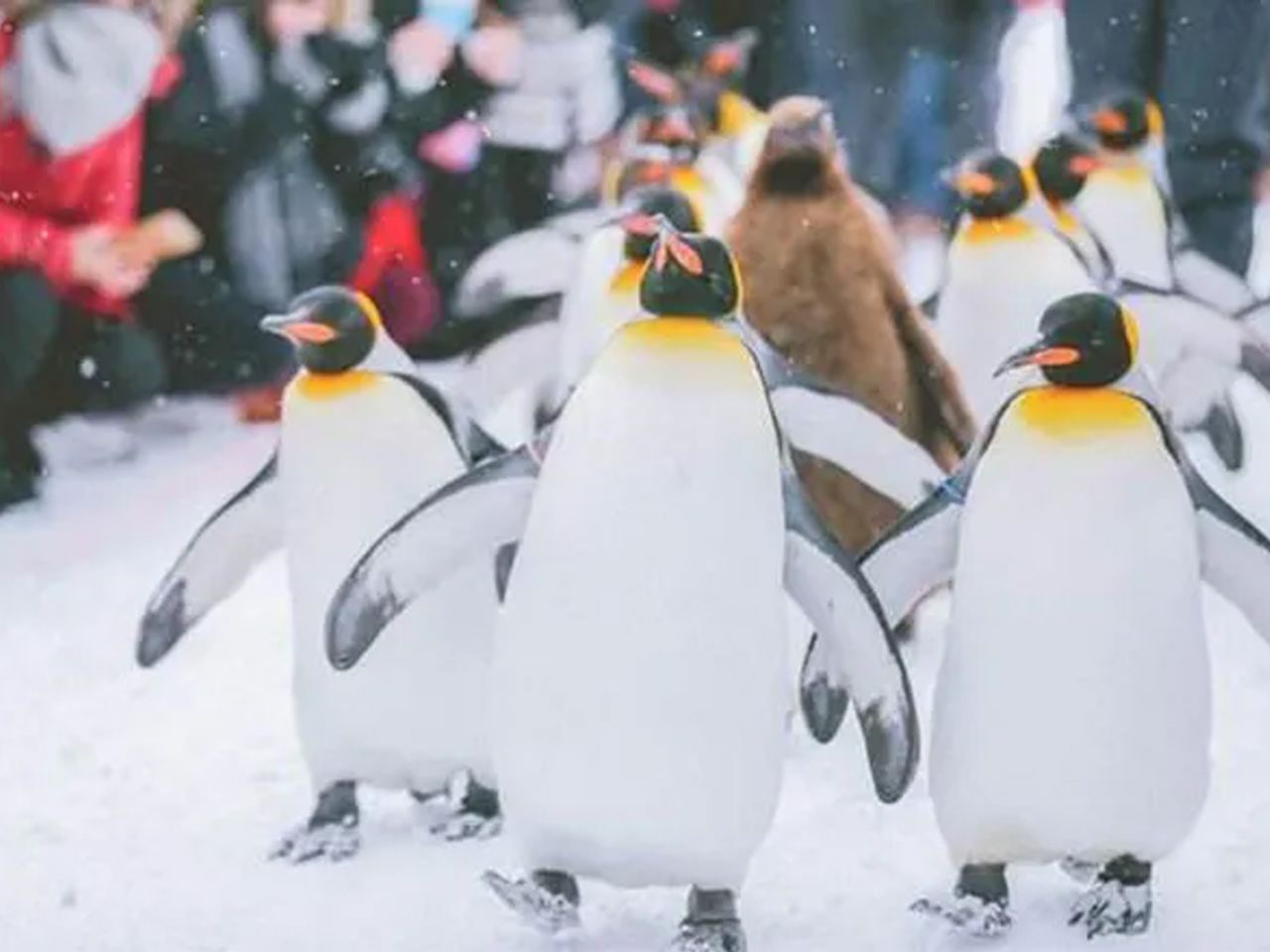 北海道的夏天-旭山動物園&白鬚瀑布&青池&富田一日遊