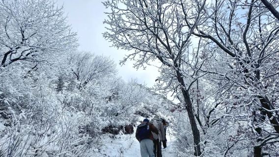 北靈山踏雪1日【北京版阿勒泰+健行10km+高山雪原白樺林】
