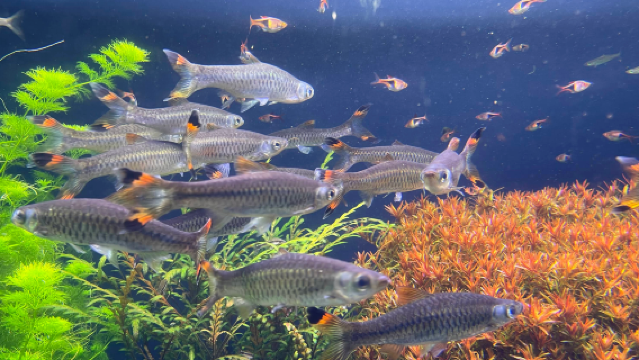 美國亞特蘭大佐治亞理工學院-賓士體育場【中文專車-愜意舒適】