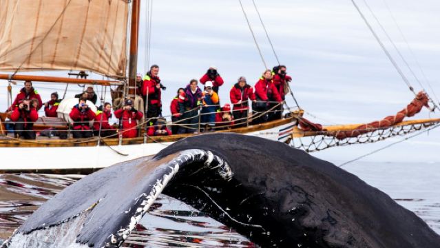 Husavík : Excursion d'observation des baleines et des macareux + collation