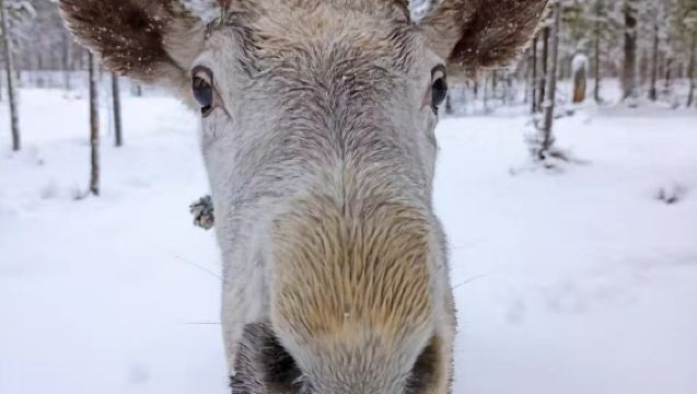 Териберка: фотосессия на знаменитых качелях у берега Северного Ледовитого океана и других популярных локациях, совместный трансфер/индивидуальный трансфер