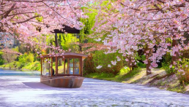 【桜シーズン】京都伏見桃山城+十石舟+背割堤+仁和寺御室桜ワンデーツアー