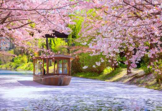 [Cherry Blossom Season] Kyoto Fushimi Momoyama Castle + Tokokufu + Hosokiri Embankment + Ninnaji Temple Omuro Cherry Blossom 1-day tour