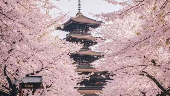 Lawatan sehari sewaan peribadi penerokaan semula jadi keluarga di Tokyo | Ueno Park - Ueno Zoo - Kuil Asakusa