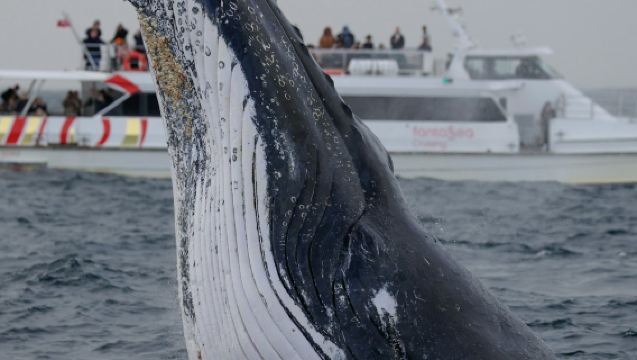 Sydney Harbour: 2-Hour Whale Watching Express Cruise