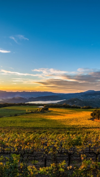 1-day tour to Napa Valley and Hawk Hill | Admission ticket not included