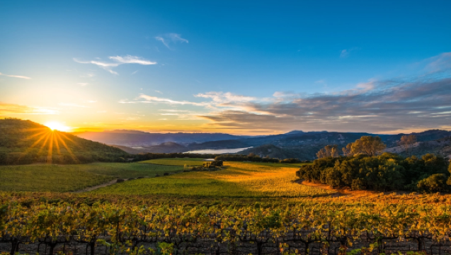 Tour di un giorno a Napa Valley + Hawk Hill | Biglietto d'ingresso a carico del cliente