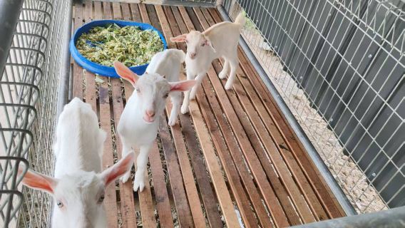Family-friendly must-visit: Kawa-kawa river cruise + feeding milk goats & fireflies at the small farm, includes snacks and dinner