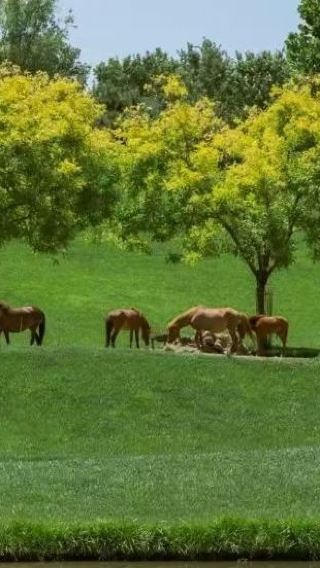 Beijing wildlife park private chartered tour - private group for families includes admission ticket and optional Chinese/English speaking driver