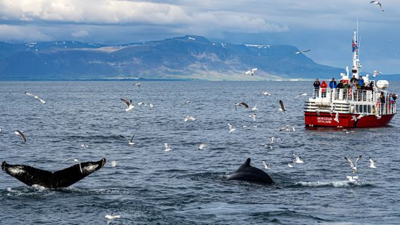 Iceland Reykjavik Menonton Paus + Kolam Air Panas Langit + Perlembang + Matahari Tengah Malam - Sewaan Peribadi - Pilihan Terbaik
