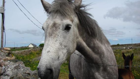 Small Group Tour: Galway to Inis Mór Guided Day Tour