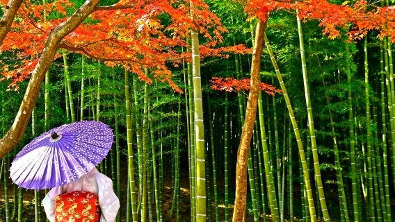 [Recogida y bajada en Osaka/Kioto] Excursión de un día a Kioto y Nara | Arashiyama & Nara & Fushimi Inari-Taisha