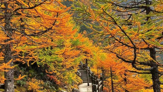 1-day private chartered tour to the Mount Taibai National Forest Park (enjoy the beautiful scenery of Mount Taibai, optional 5/7/9-seater vehicles)