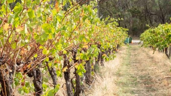 Adelaide: Hoogtepunten, Hahndorf & Wijnproeverij in McLaren Vale