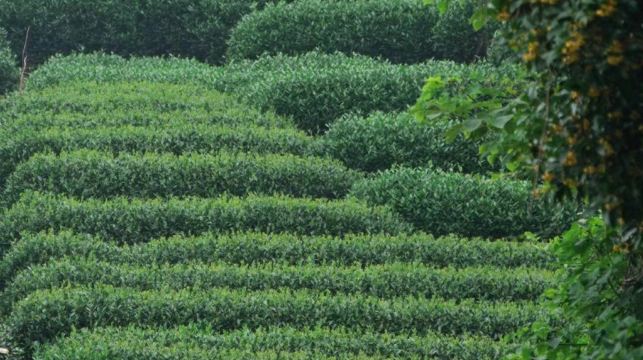 杭州西湖風景區梅家塢村半日遊【cos茶農|梅塢問茶採茶+炒茶+品茶體驗】