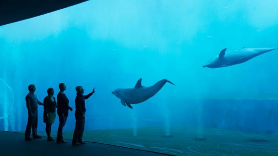 Aquarium of Genoa: Entry Ticket + Ice Cream Tasting