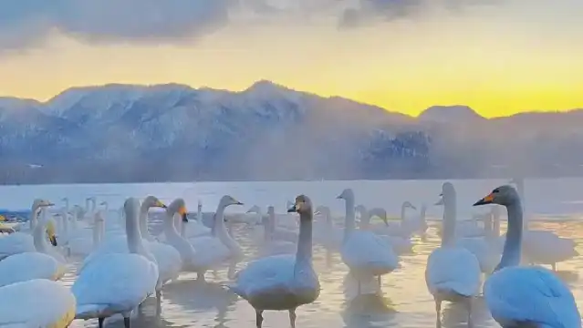 日本小樽登別天狗山朝裏船見阪/可札幌富良野美瑛北海道包車精選