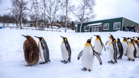 1-day tour in Hokkaido, Japan: Asahiyama Zoo/Shirahige Waterfall/Biei's Instagram-famous Tree/Furano