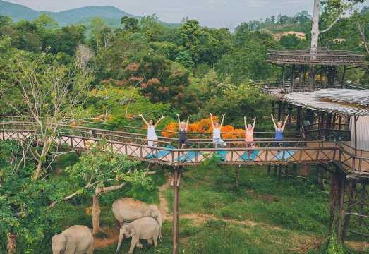 Samui Elephant Kingdom Sanctuary - Elephant Feeding|Skywalk|Trending Elephant Cafe