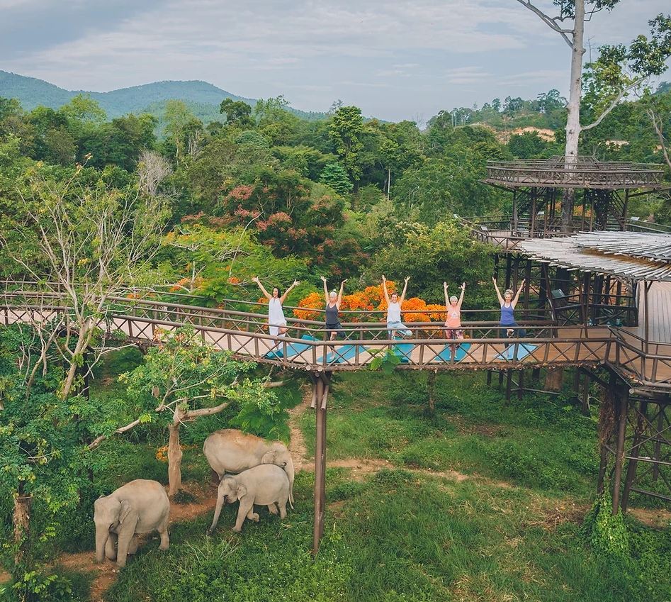 Koh Samui Elephant Kingdom [Dare da mangiare agli elefanti|Passerella sospesa|Caffè degli elefanti famosi sui social