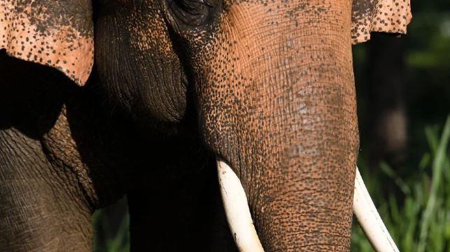蘇梅島大象王國【餵大象|空中棧道|網紅大象咖啡廳