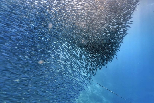 菲律賓宿霧出發：墨寶沙丁魚風暴+巴迪安峽谷&卡瓦森瀑布一日遊