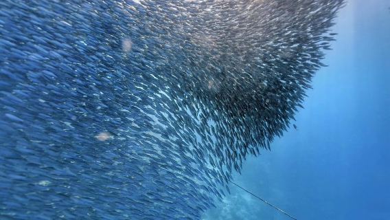 จากเซบู ประเทศฟิลิปปินส์: ทัวร์ 1 วัน จากพายุซาร์ดีนโมอัลโบอัล หุบเขาบาเดียน และน้ำตกคาวาซัน