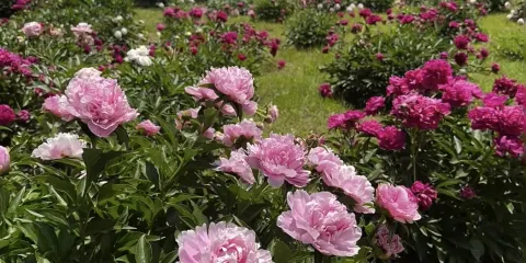 避暑山莊+普寧寺+普陀宗乘之廟+18人團上門接一日遊【無購物】