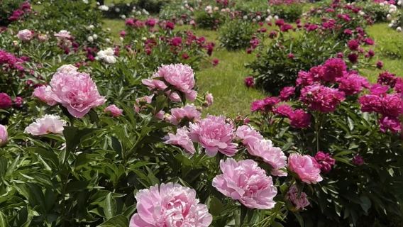 避暑山莊+普寧寺+小布達拉宮+16人團上門接一日遊【無購物】