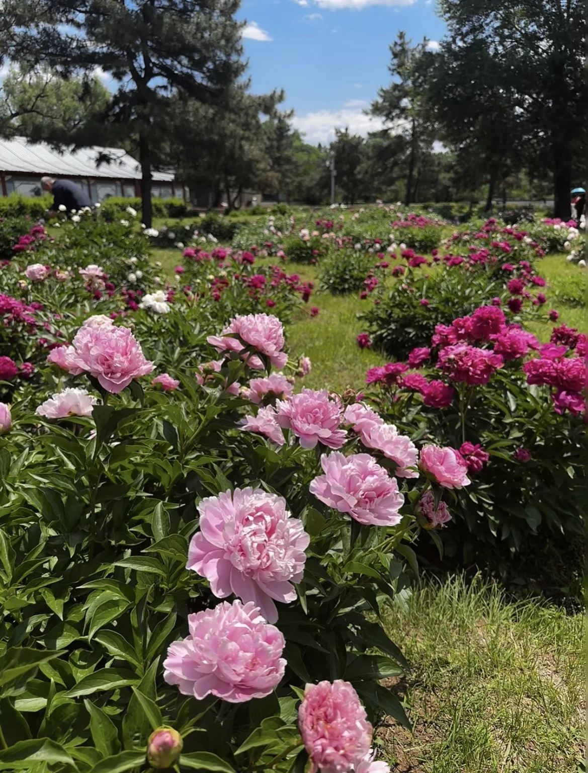 避暑山莊+普寧寺+普陀宗乘之廟+16人團上門接一日遊【無購物】
