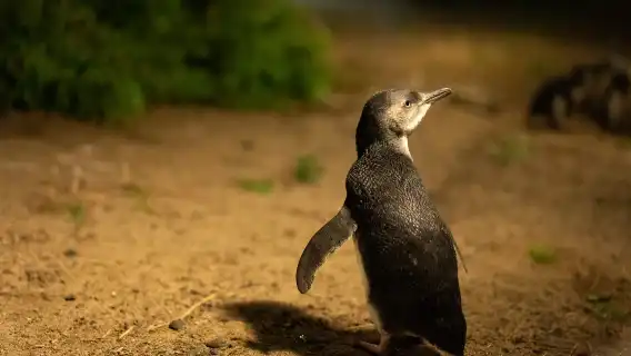 Melbourne Penguin Parade + Moonlight Sanctuary one-day tour | Including admission ticket+ transfer + Rainbow House