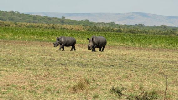 การสัมผัสเป็นเวลา 8 วันทั่วรวันดาและยูกันดา