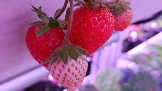 Singrow Laboratorio di genomica e agricoltura di precisione