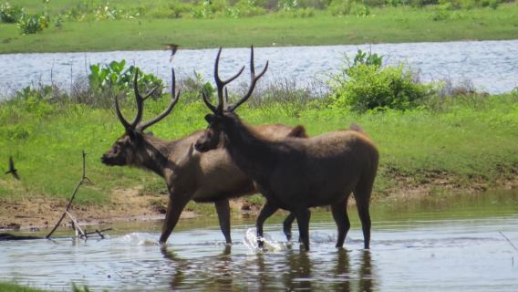 Sri Lanka: Safari riêng tại Công viên quốc gia Yala