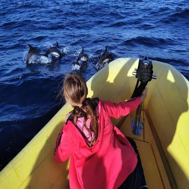 Lanzarote: Dolphin Watching by speedboat