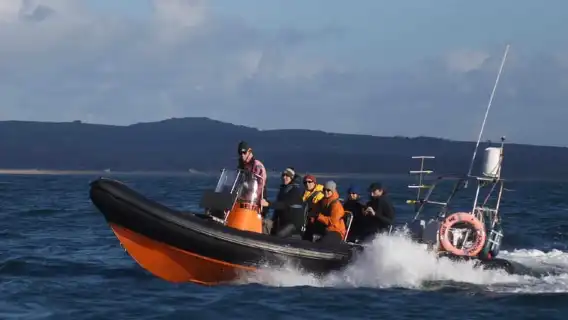 Cornwall: 2 hour Wildlife Watching RIB Tour Adventure