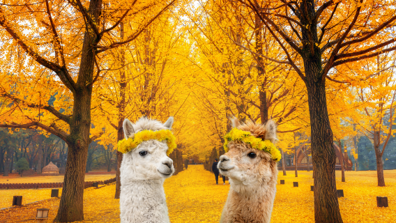 Alpaca World + Nami Island + Gangchon Railbike One Day Tour (From Seoul)