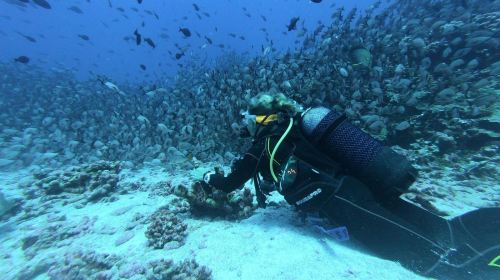 Dubai Attraction: Bermuda Diving Center Day Tours 5