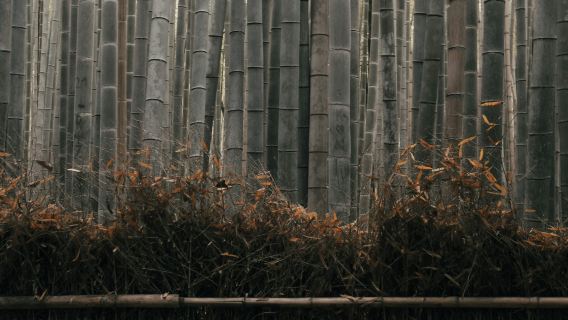 Kyoto Yanagidani Kannon Ginkaku-ji Temple + Arashiyama + Kiyomizu-dera Temple autumn foliage 1-day tour