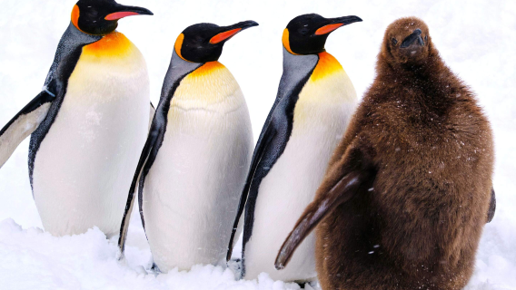 Sapporo, Japan: Asahiyama Zoo + Shirahige Waterfall + Shirogane Blue Pond (Aoiike) + Christmas Tree + Elf Terrace Day Tour