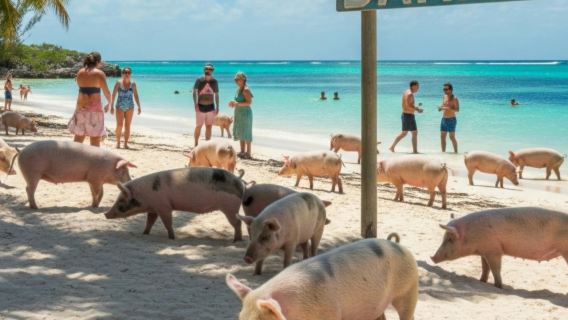 เกาะแกรนด์บาฮามา: ทริปนั่งเรือเฟอร์รี่ด่วนไปเช้าเย็นกลับจากฟอร์ตลอเดอร์เดล