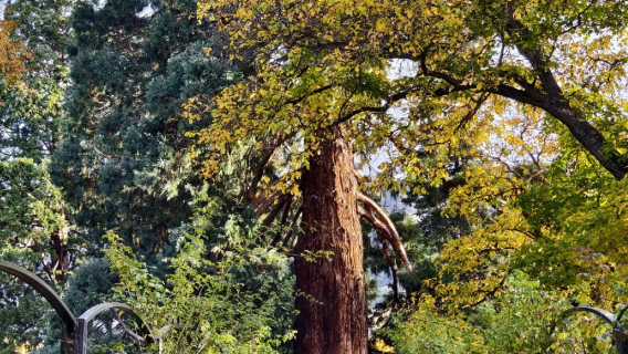 新西蘭皇后鎮出發：箭鎮+克倫威爾+瓦納卡鎮一日遊