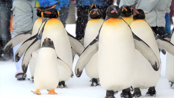 Hokkaido Asahiyama Zoo + Biei Farms Chiyoda (Snowmobile Option Available) + Ningle Terrace