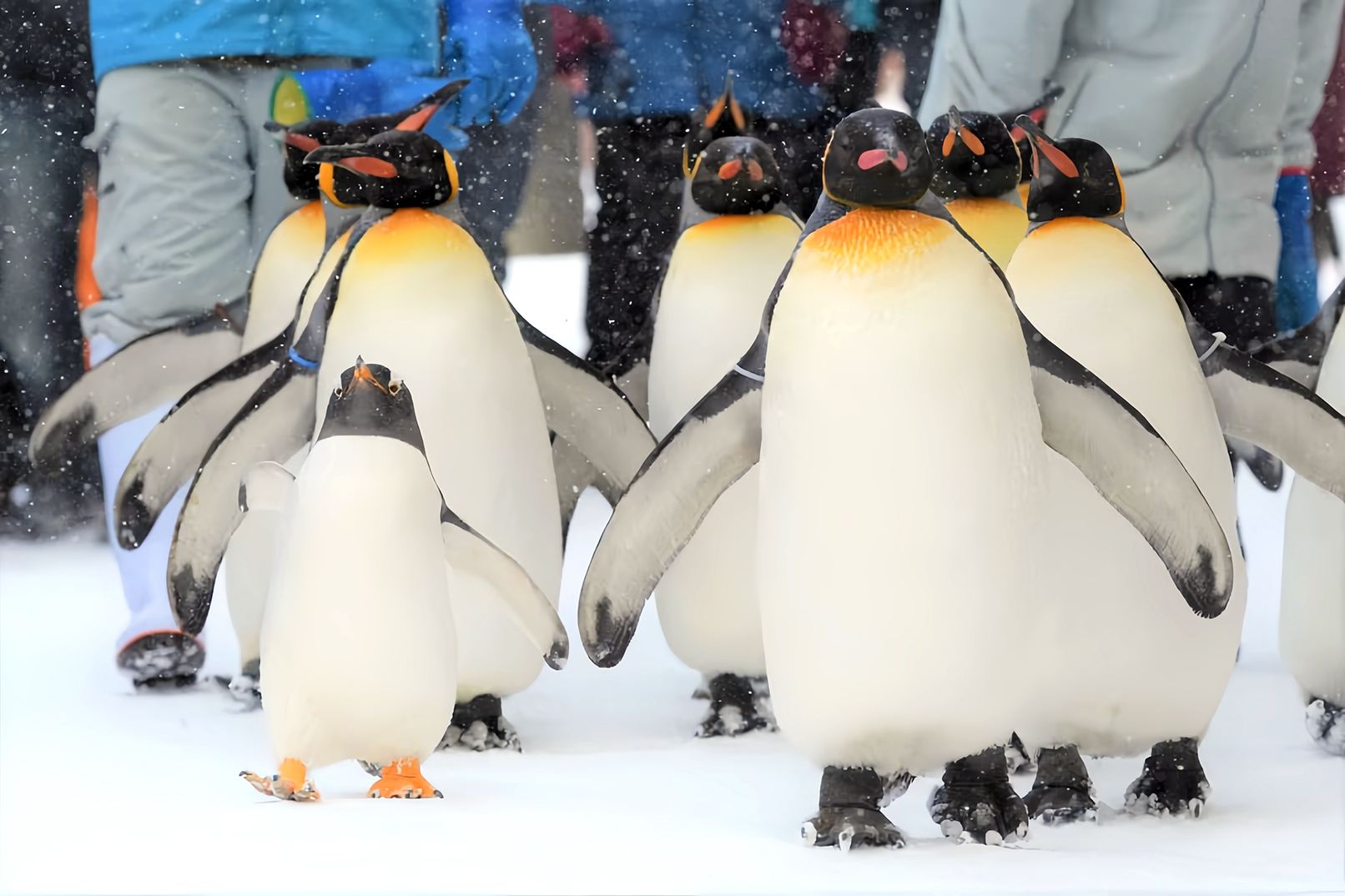 Hokkaido Asahiyama Zoo + Biei Farms Chiyoda (Snowmobile Option Available) + Ningle Terrace